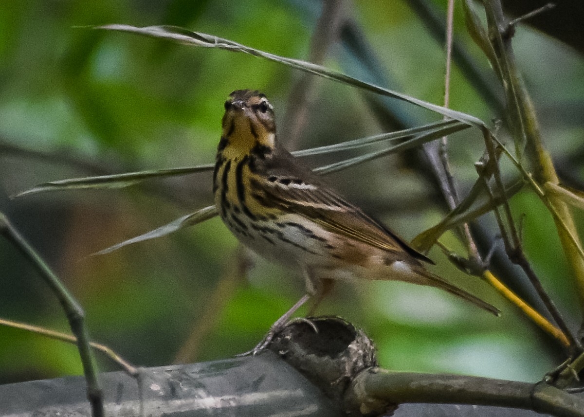 Olive-backed Pipit - ML149789531