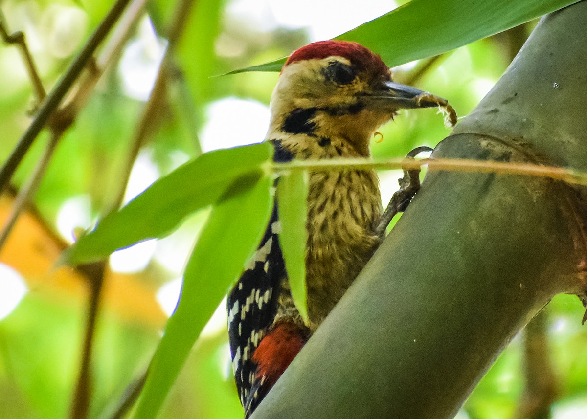 Fulvous-breasted Woodpecker - ML149789561