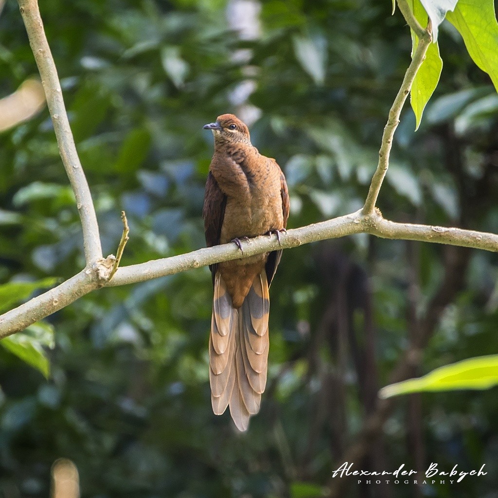 Brown Cuckoo-Dove - ML149789661