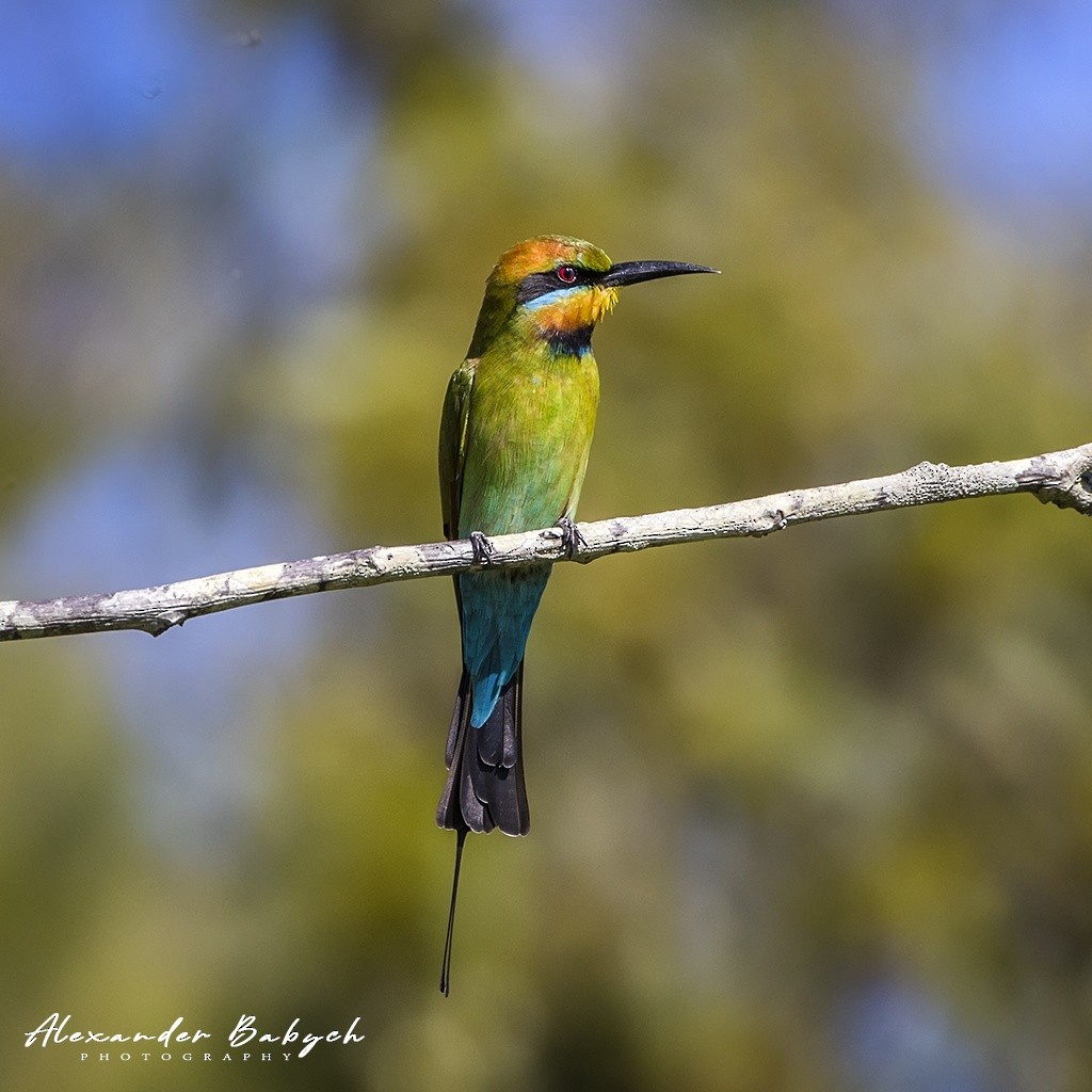 Rainbow Bee-eater - Alexander Babych