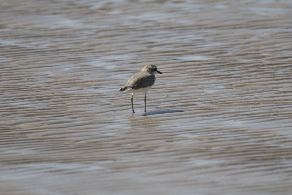 Red-capped Plover - ML149793301