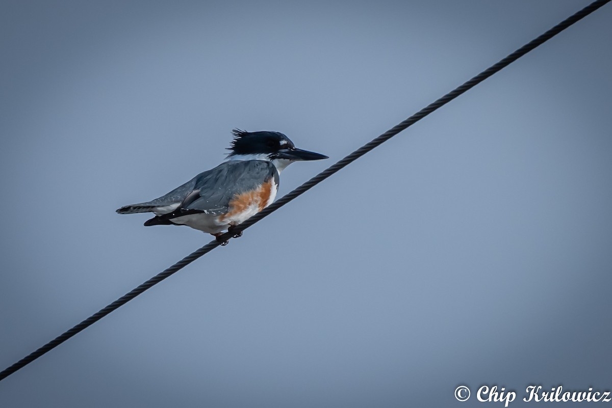 Belted Kingfisher - ML149793761