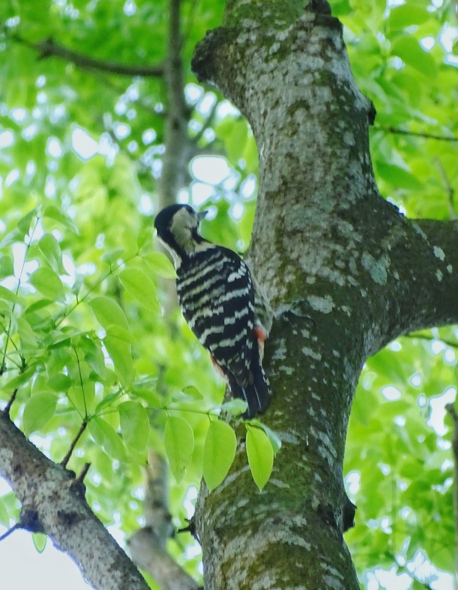 Fulvous-breasted Woodpecker - Debjit  Mukherjee