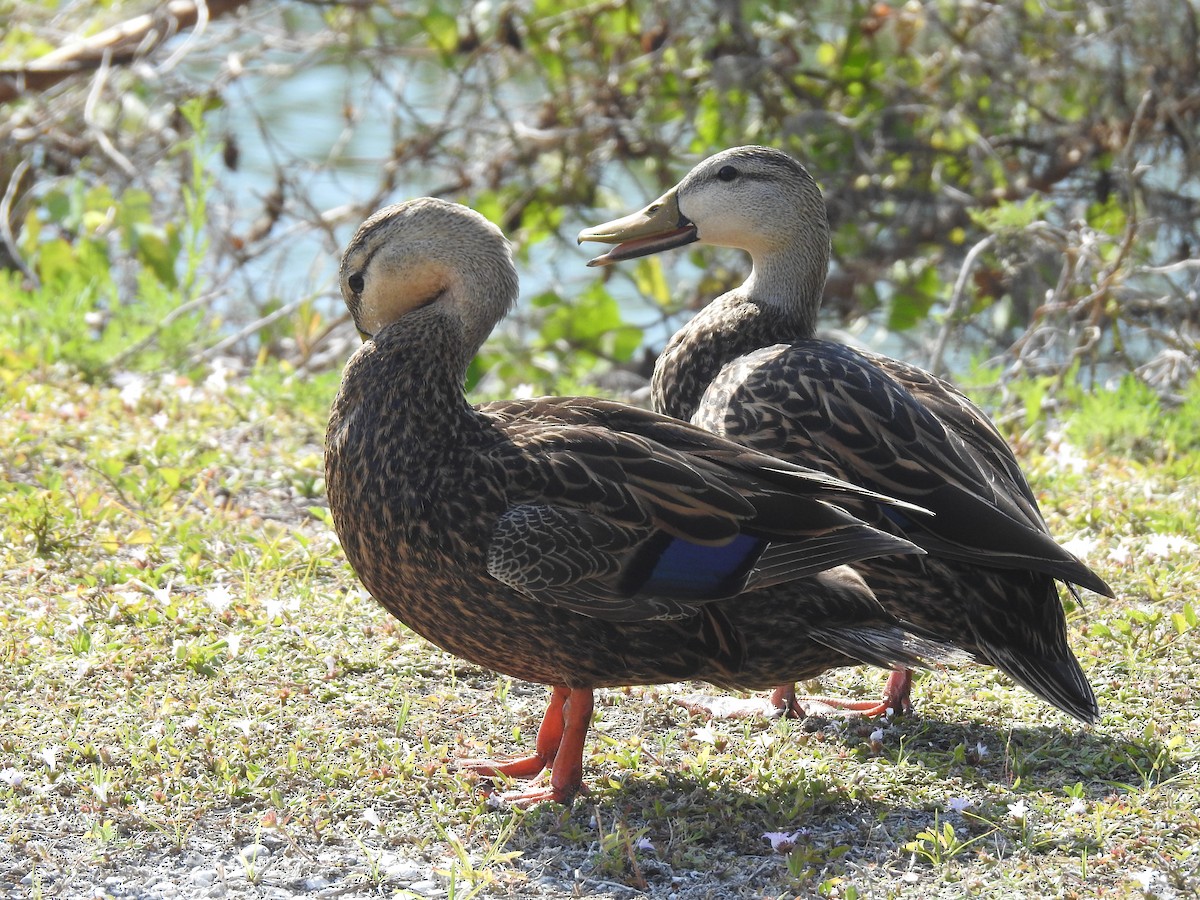 Mottled Duck (Florida) - Kelly Ducham