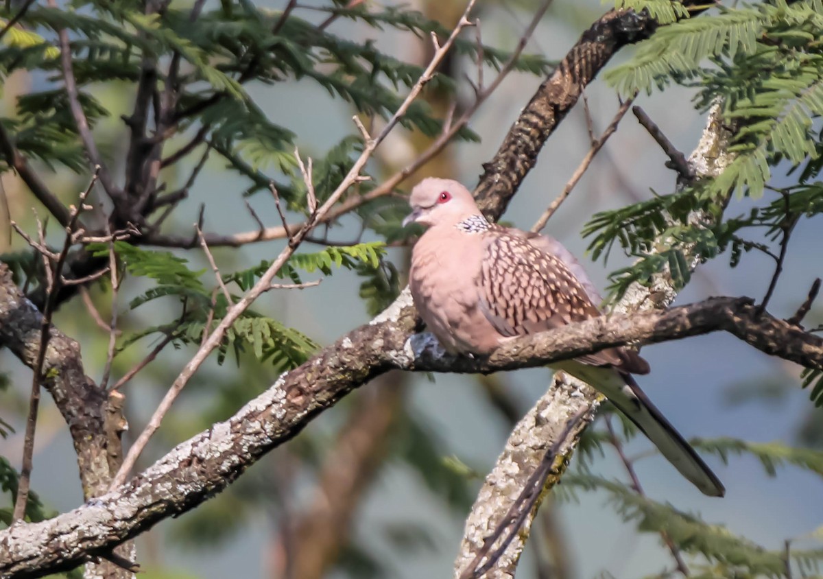 Spotted Dove - ML149795621