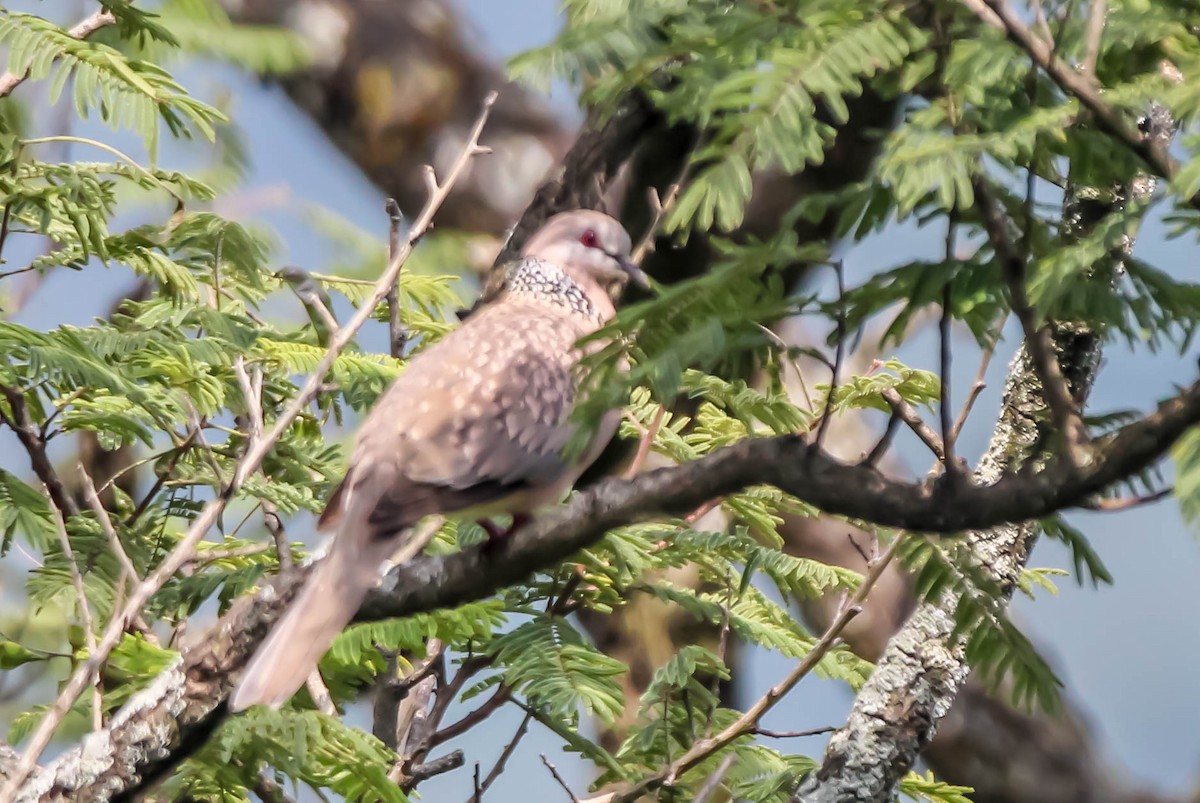 Spotted Dove - ML149795631