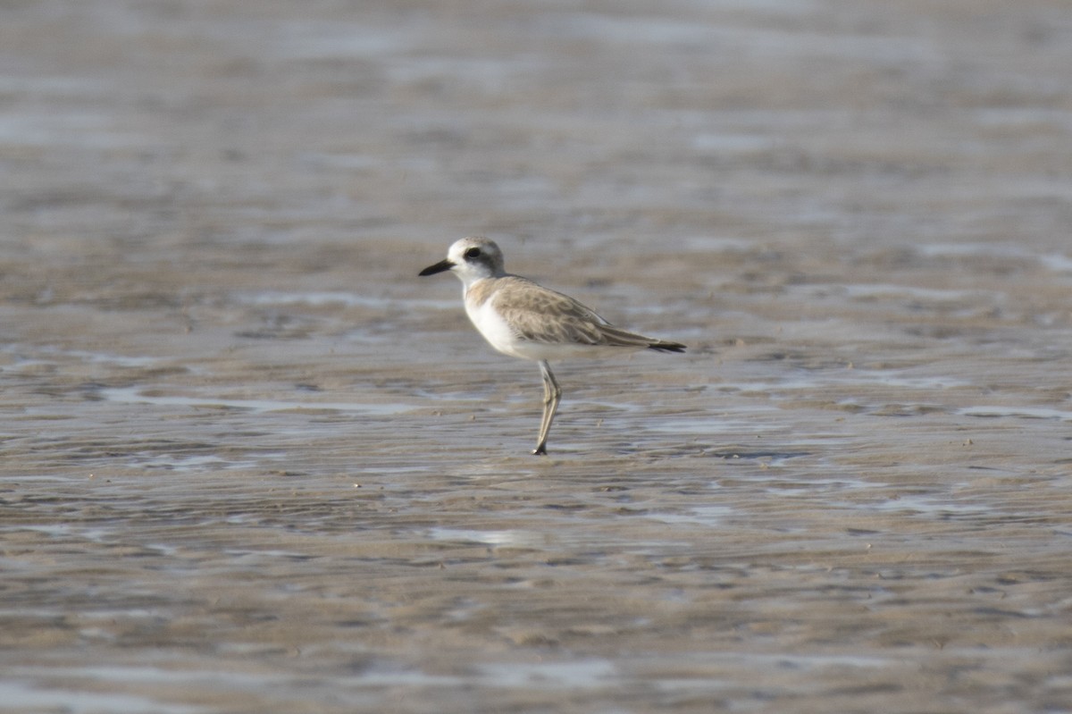 Greater Sand-Plover - John Cantwell