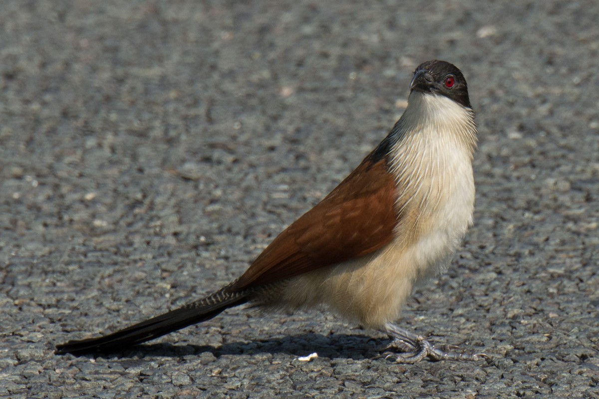White-browed Coucal (Burchell's) - ML149798321