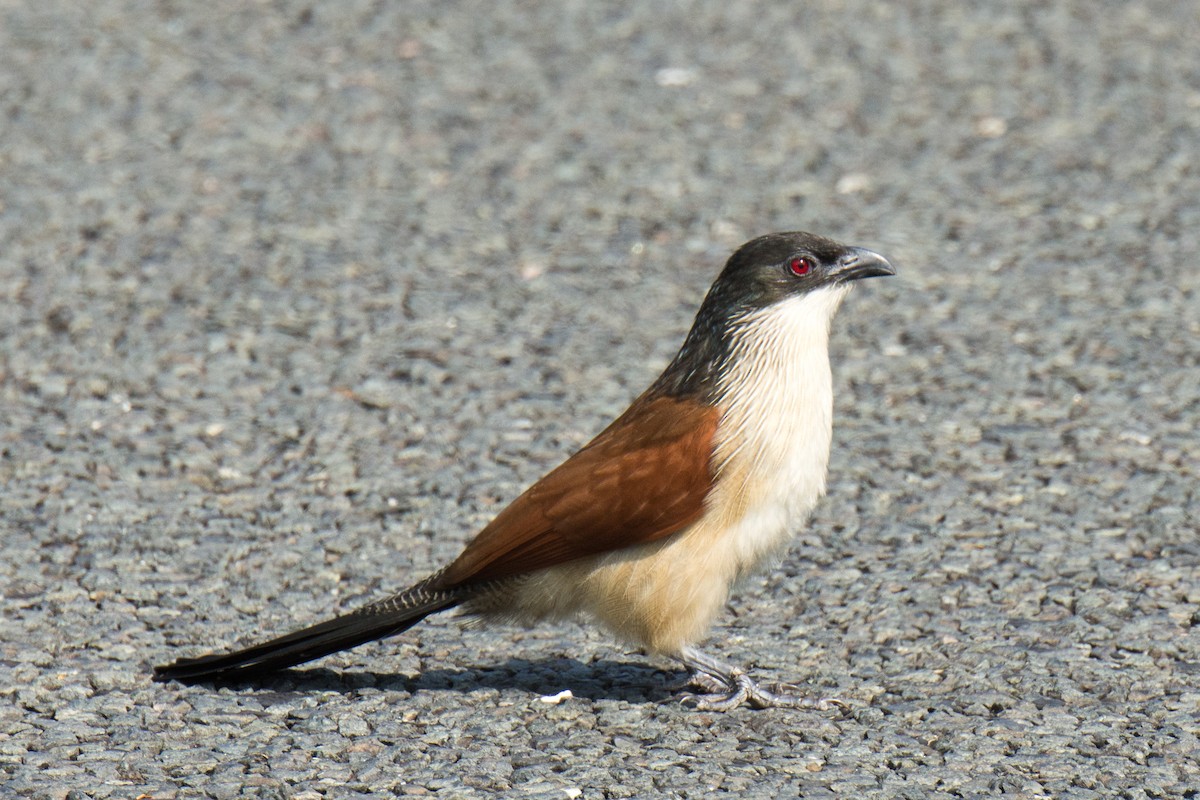 White-browed Coucal (Burchell's) - William Stephens