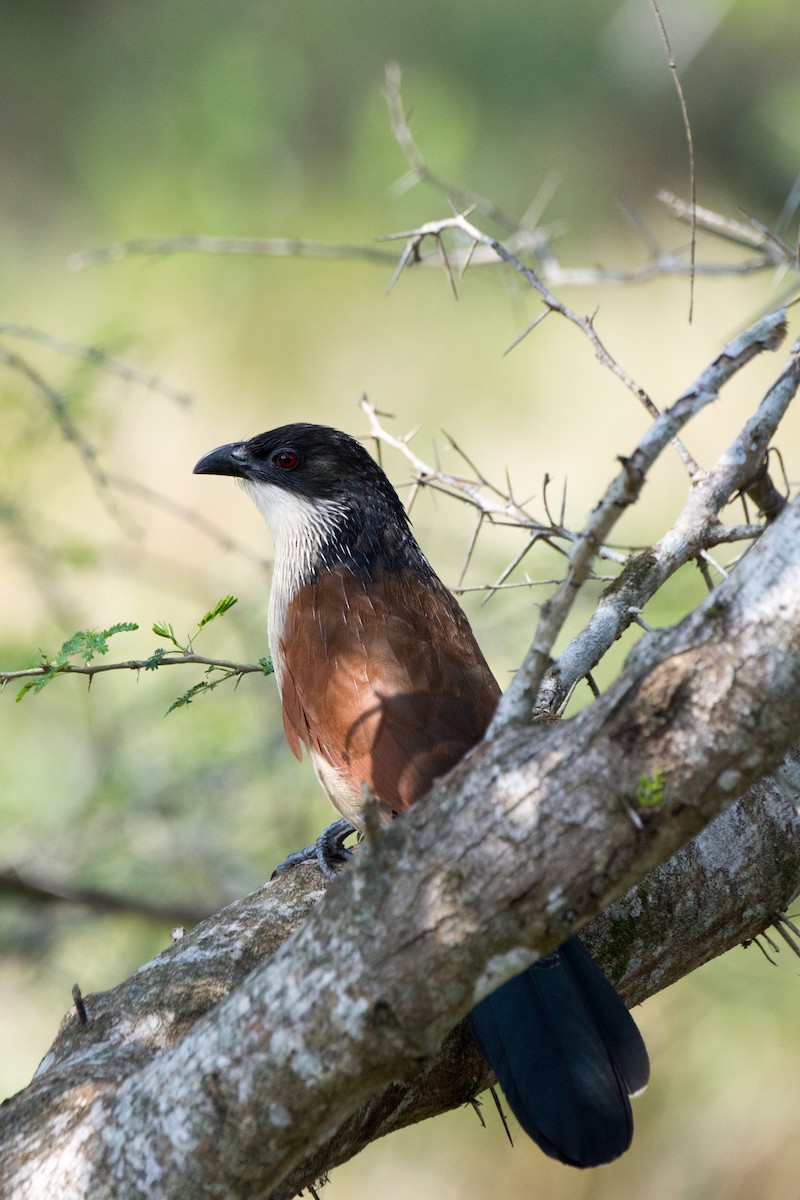 White-browed Coucal (Burchell's) - ML149798341
