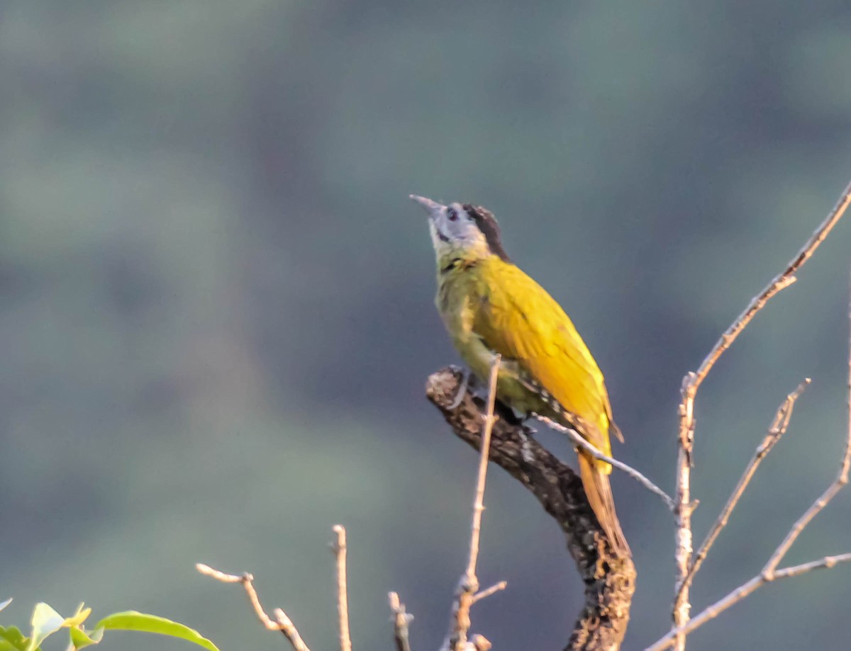 Gray-headed Woodpecker - ML149799681