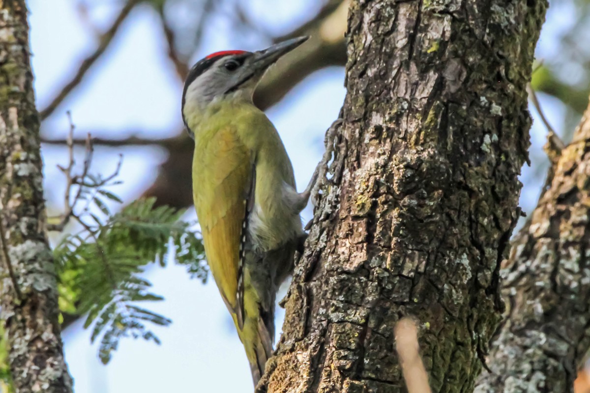 Gray-headed Woodpecker - Mukul Aggarwal