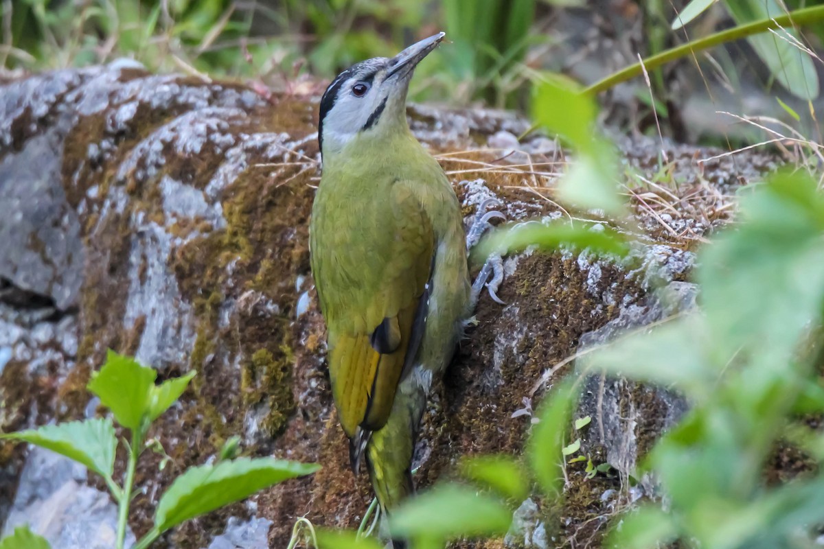 Gray-headed Woodpecker - ML149799711
