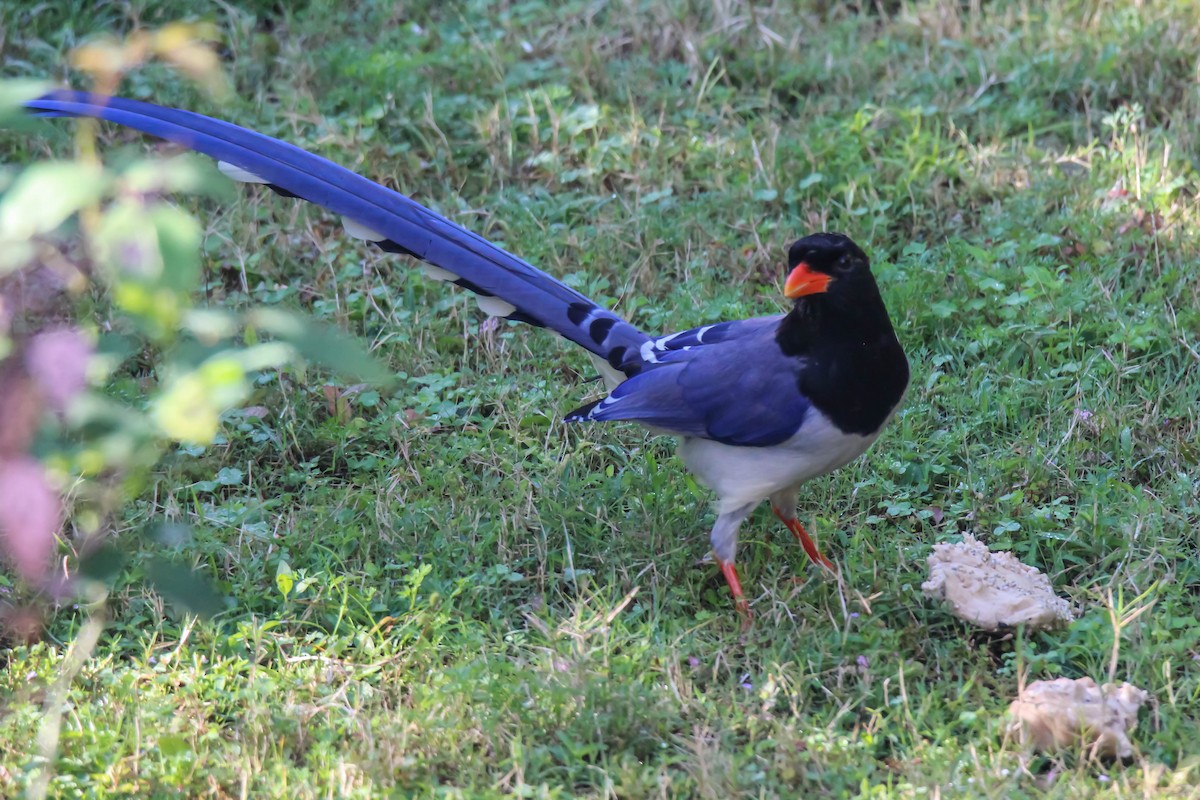 Red-billed Blue-Magpie - Mukul Aggarwal