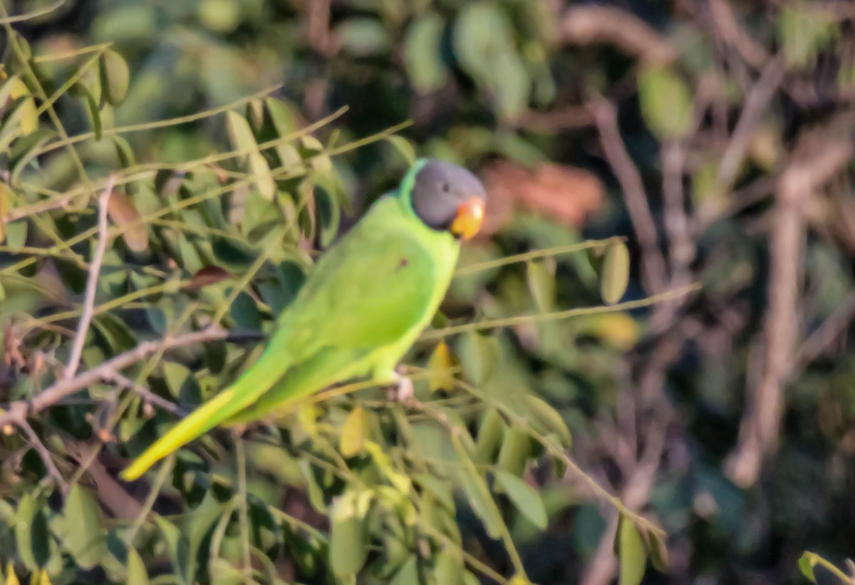 Slaty-headed Parakeet - Mukul Aggarwal