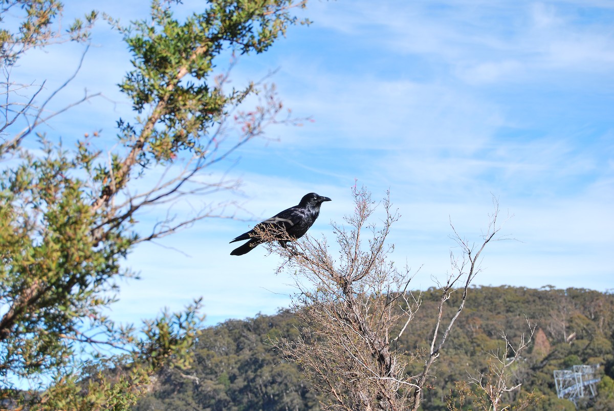 Australian Raven - Jing-Yi Lu