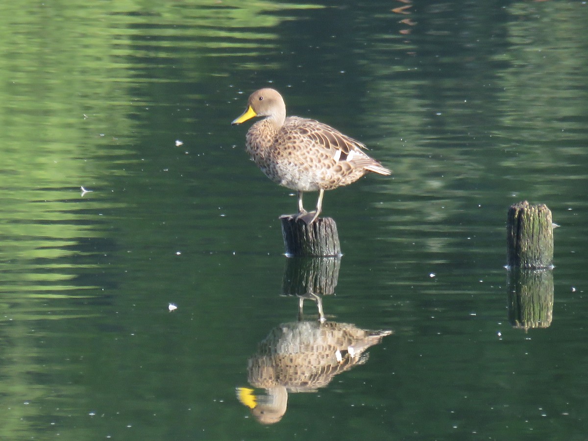 Yellow-billed Pintail - Manuel Roncal Inca Finch