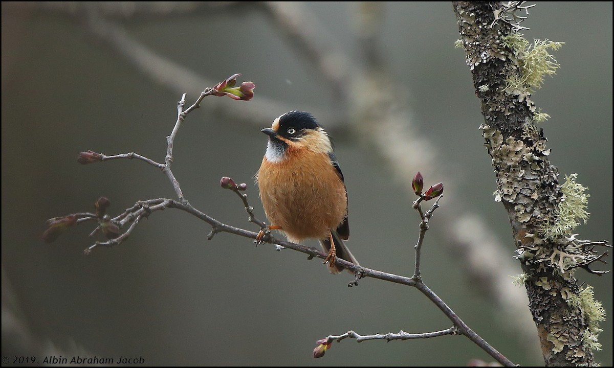 Black-browed Tit (Rufous-fronted) - ML149804901
