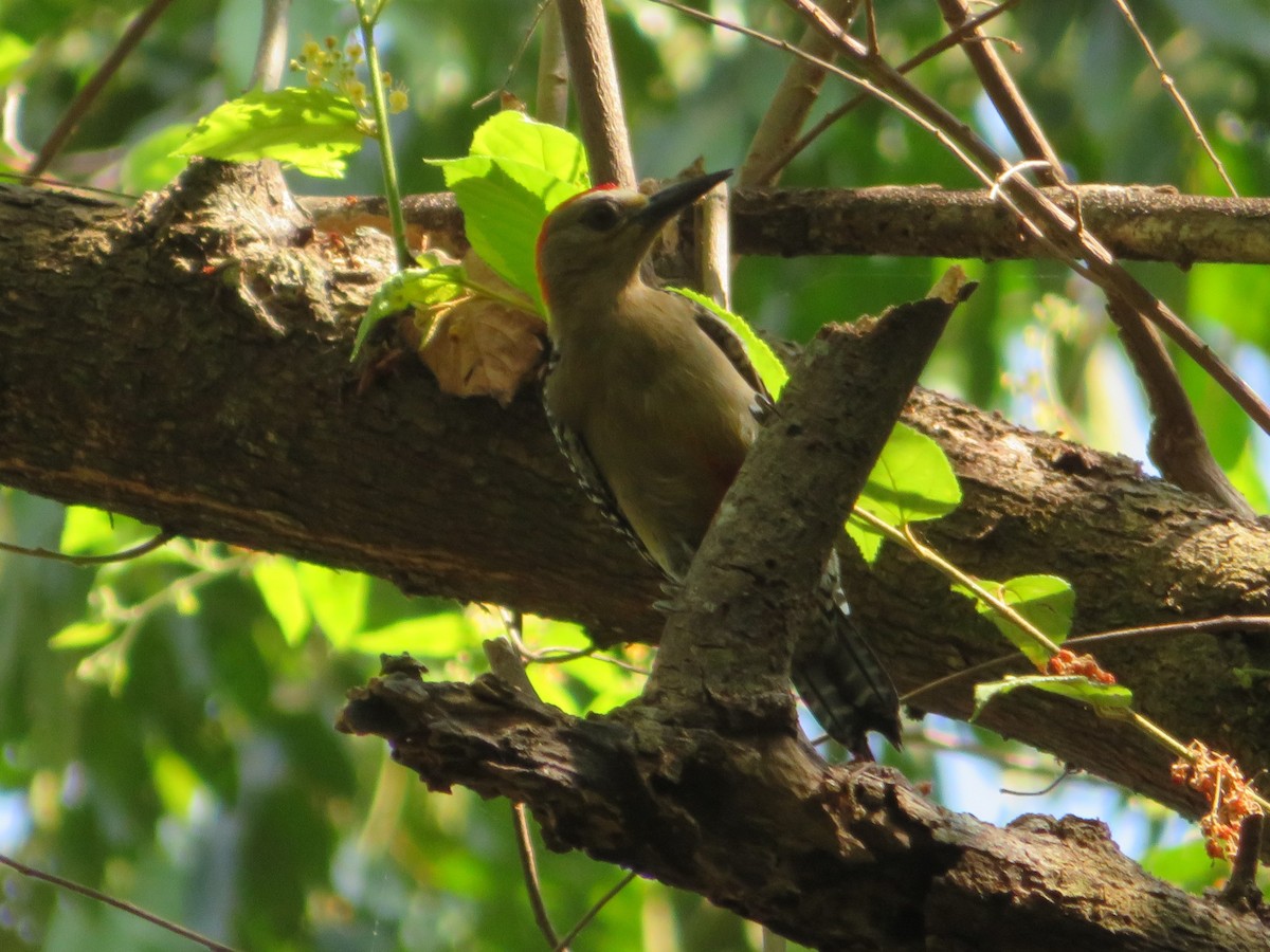 Red-crowned Woodpecker - ML149805741