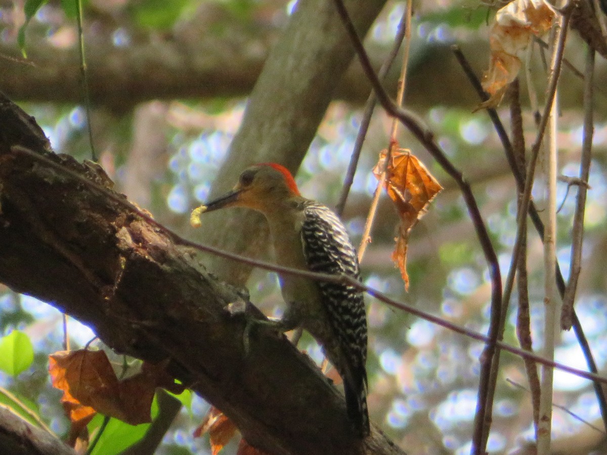 Red-crowned Woodpecker - ML149805811