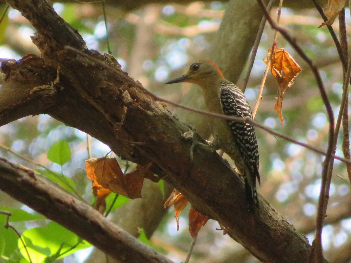Red-crowned Woodpecker - ML149805821