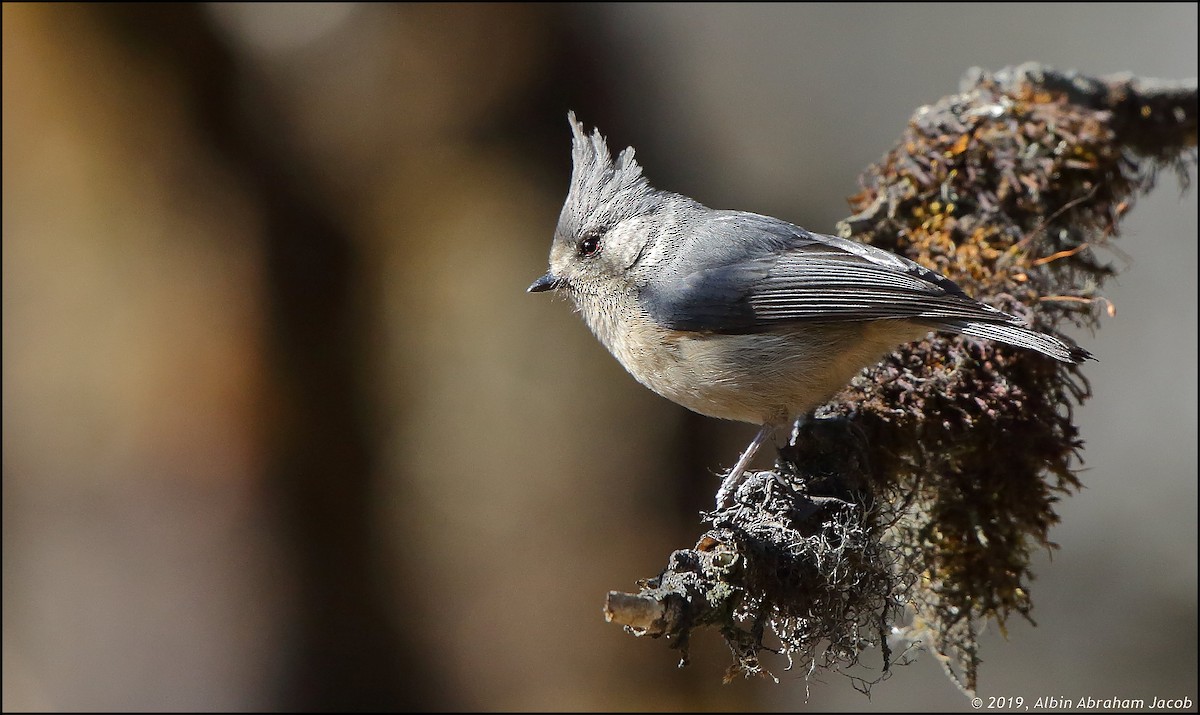 Gray-crested Tit - Albin Jacob