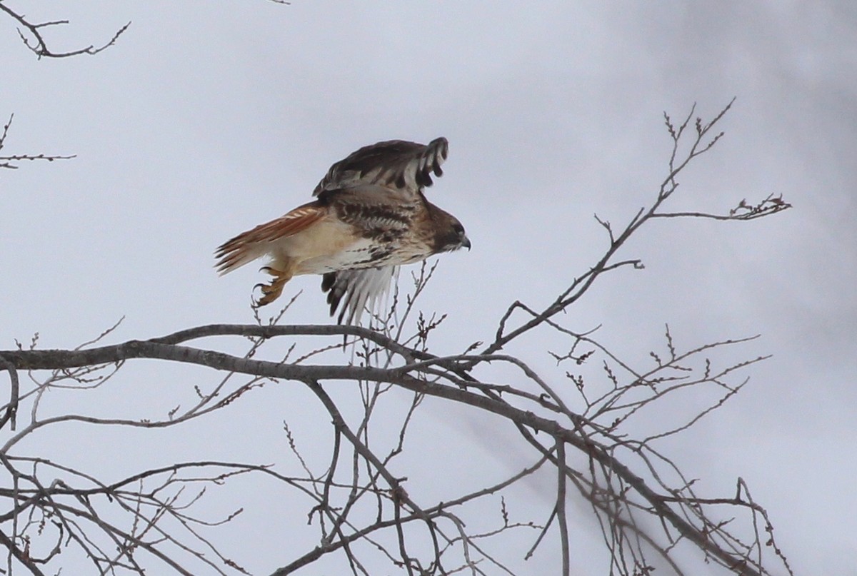 Red-tailed Hawk - ML149808131