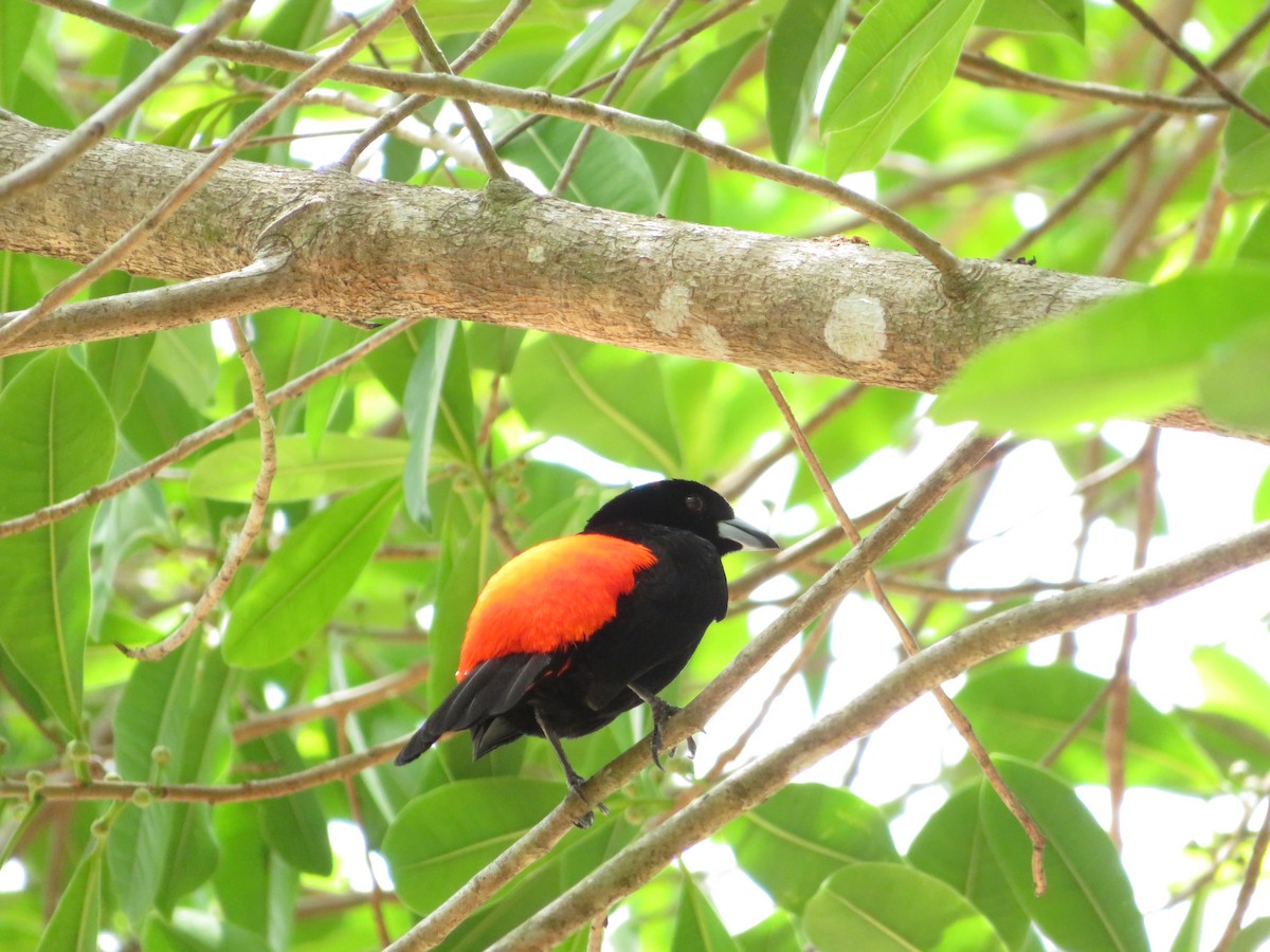 Scarlet-rumped Tanager - ML149808971