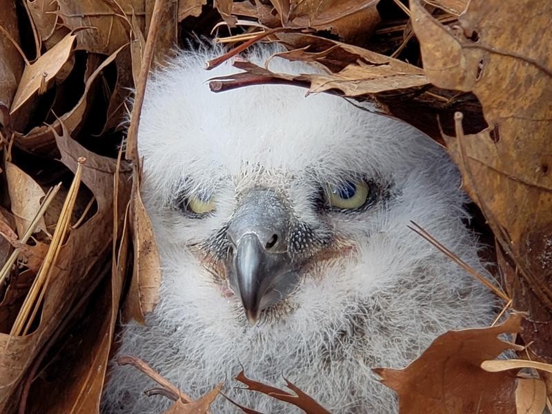 Great Horned Owl - ML149811061