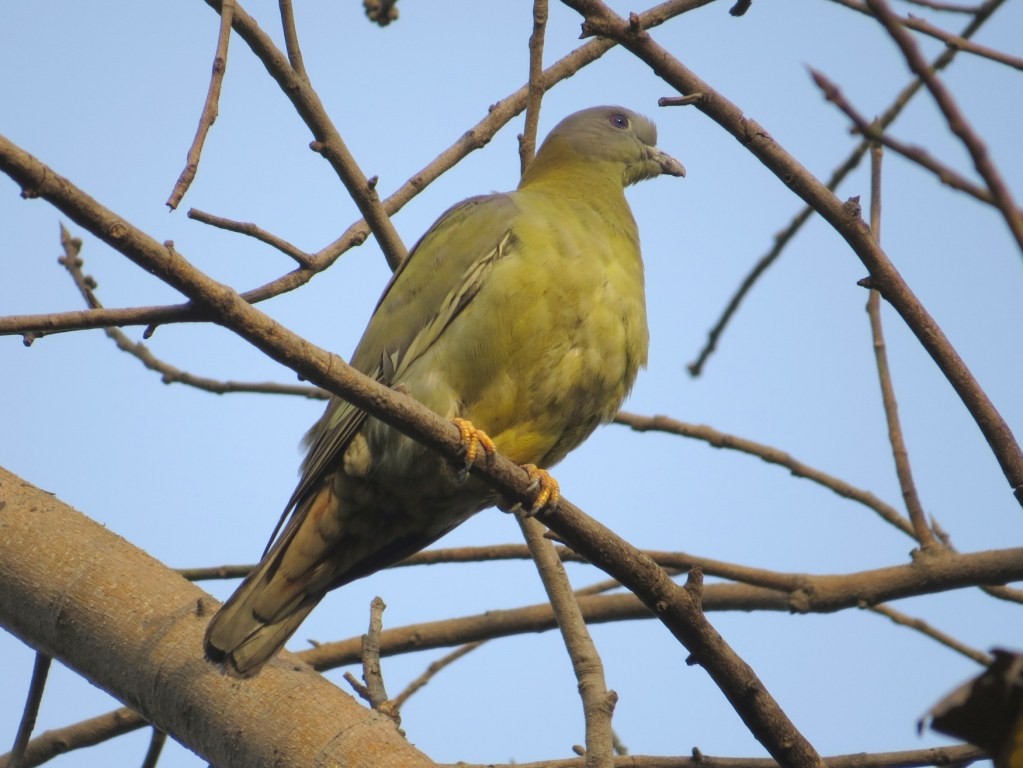 Yellow-footed Green-Pigeon - ML149811171