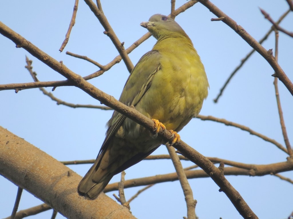 Yellow-footed Green-Pigeon - ML149811181