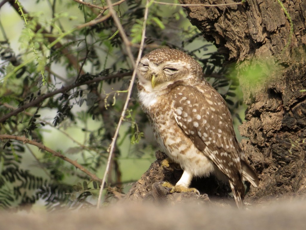 Spotted Owlet - Rajiv R