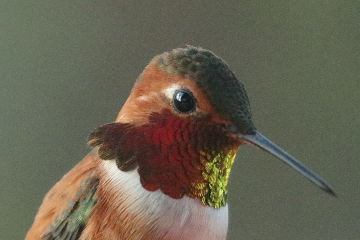 Rufous Hummingbird - ML149814601