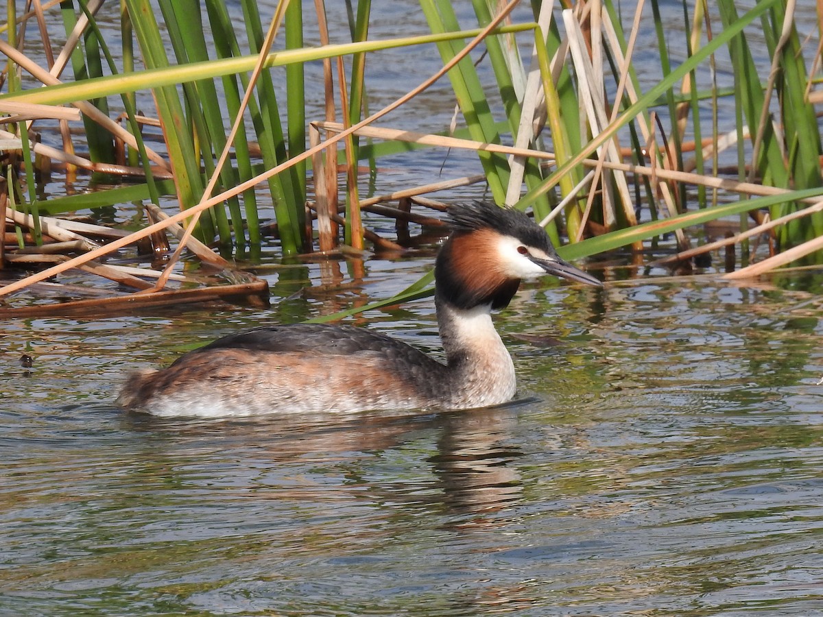 Great Crested Grebe - Jean-Serge Vincent