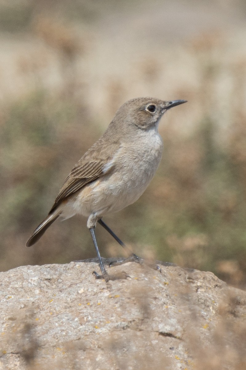 Sickle-winged Chat - William Stephens