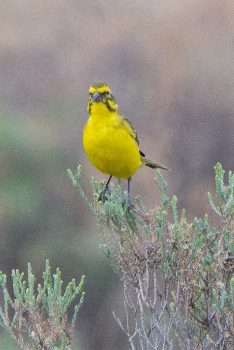 Yellow Canary - William Stephens