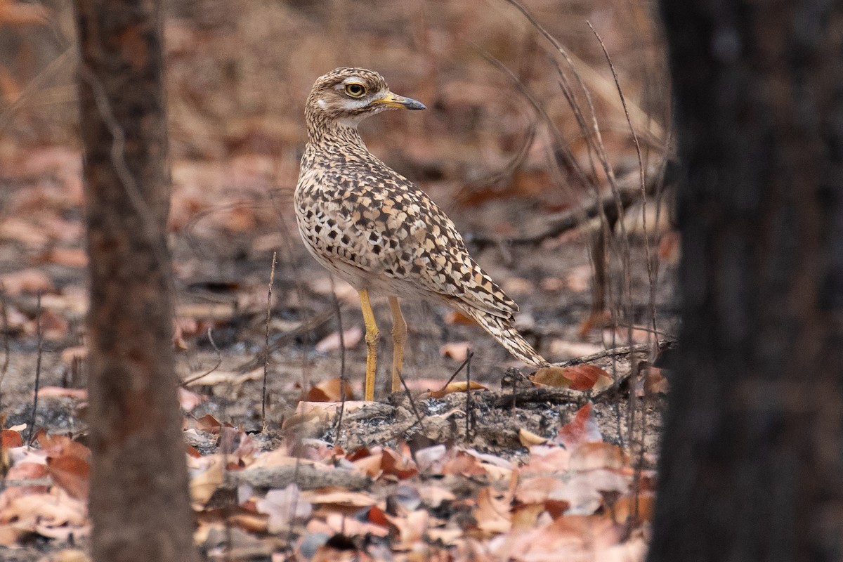 Spotted Thick-knee - ML149817781