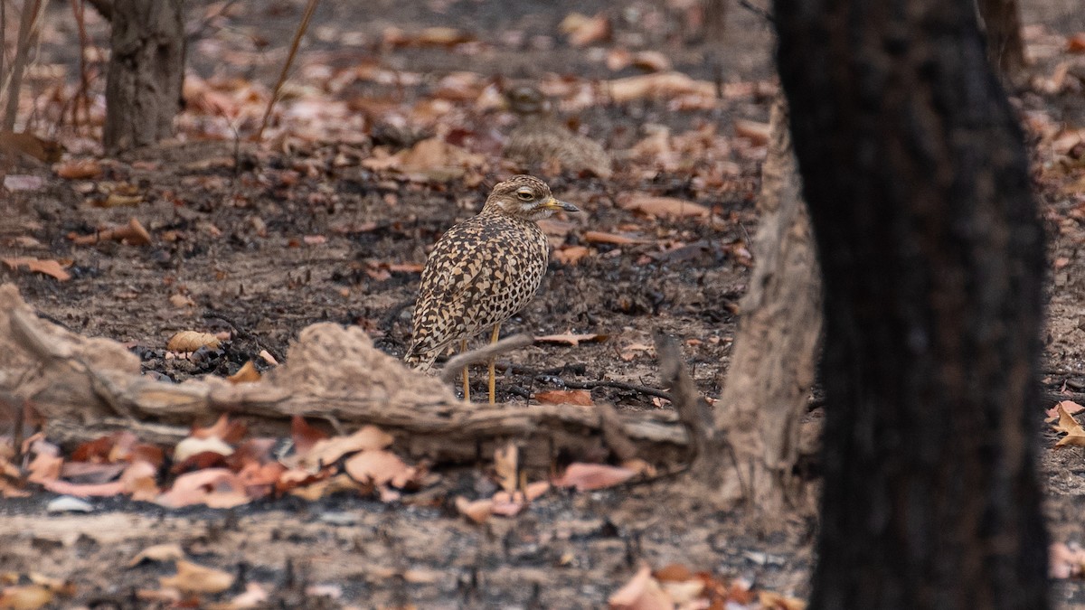 Spotted Thick-knee - ML149817791