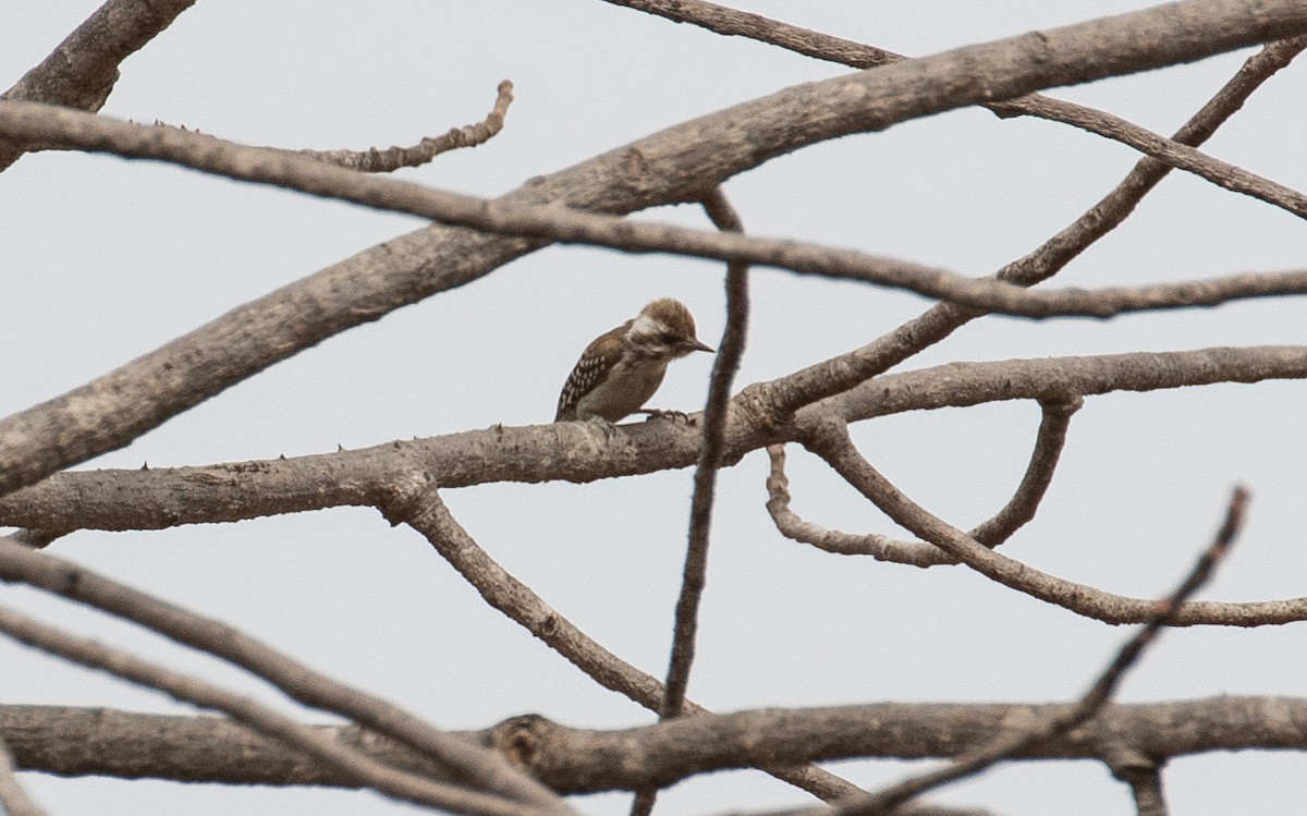 Brown-backed Woodpecker - ML149817961