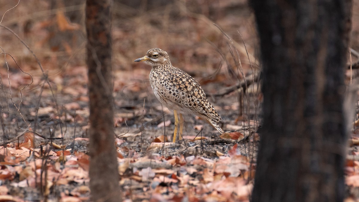 Spotted Thick-knee - ML149818031