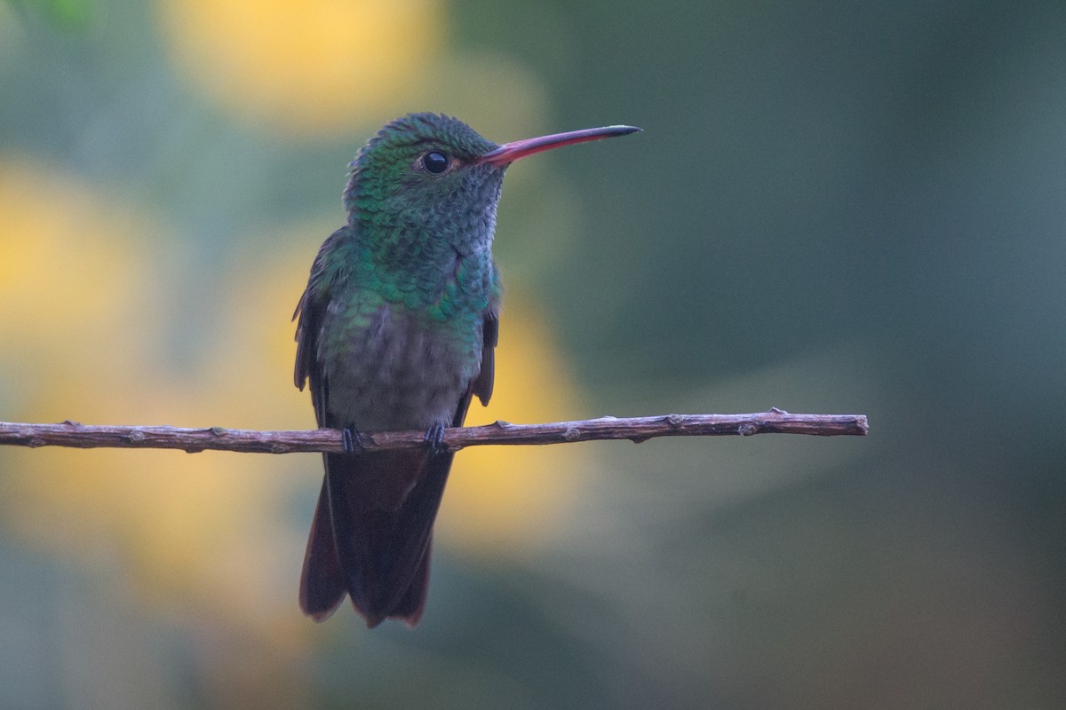 Rufous-tailed Hummingbird - Brendan Klick