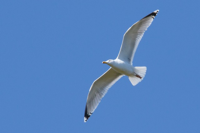 カモメ亜科 Ebird