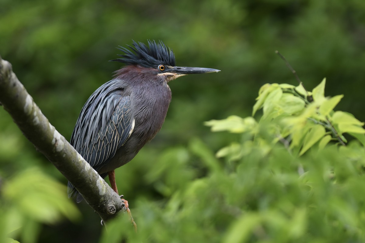 Green Heron - Mike Charest