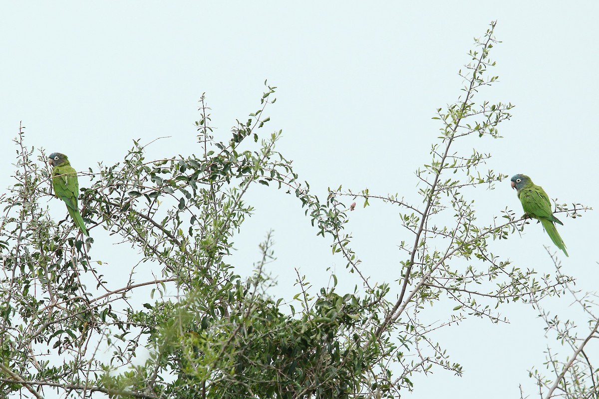Blue-crowned Parakeet - Martjan Lammertink