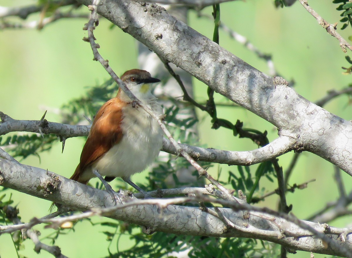 Yellow-chinned Spinetail - Iván Lau