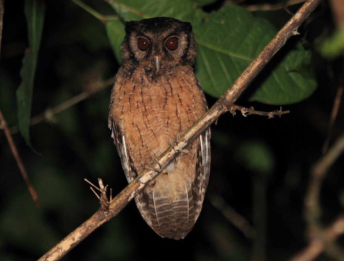 Tawny-bellied Screech-Owl (Austral) - ML149828671