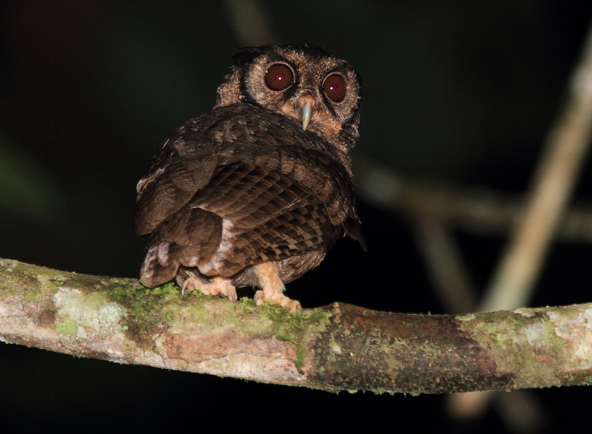 Tawny-bellied Screech-Owl (Austral) - ML149828681