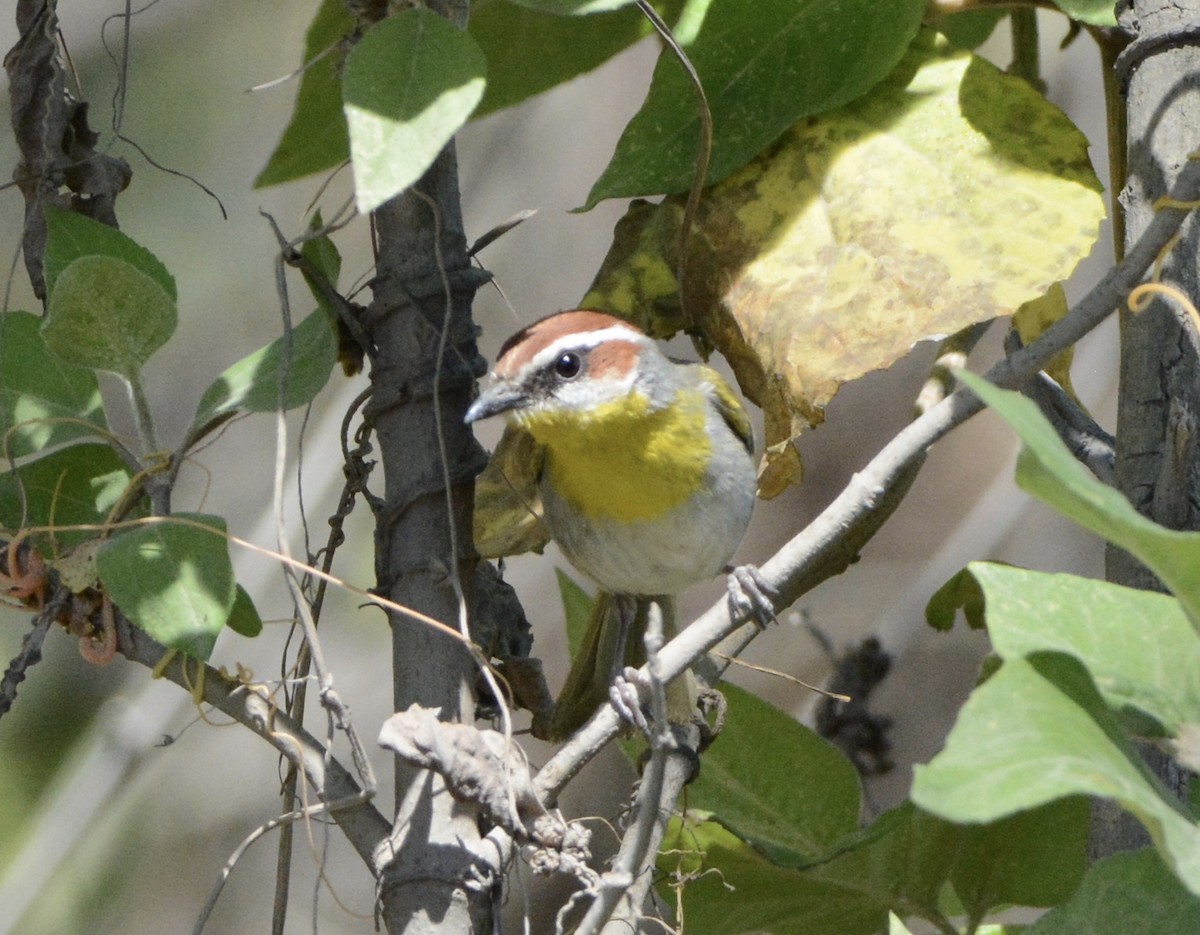 Rufous-capped Warbler - ML149829291