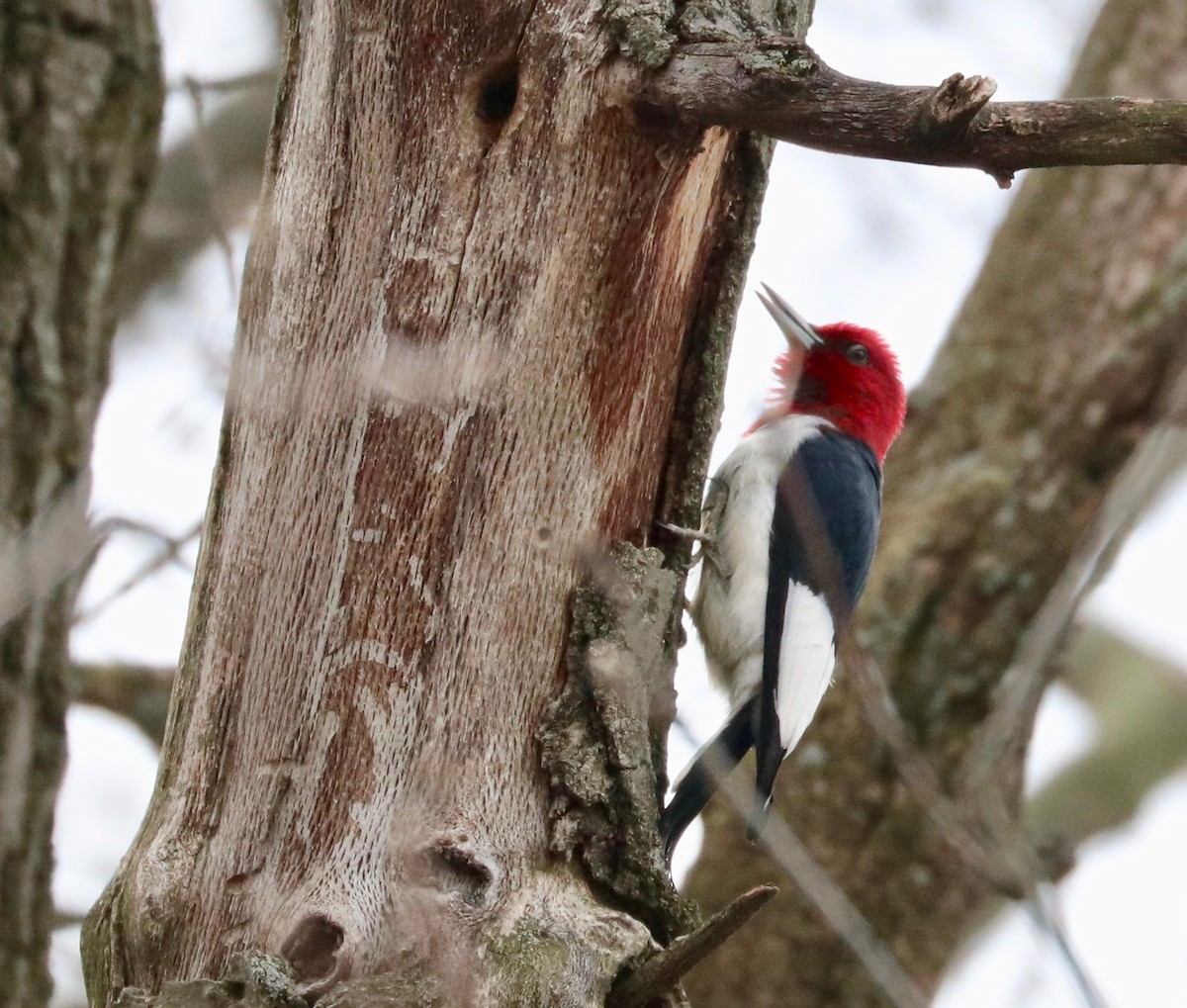 Red-headed Woodpecker - Karl Overman