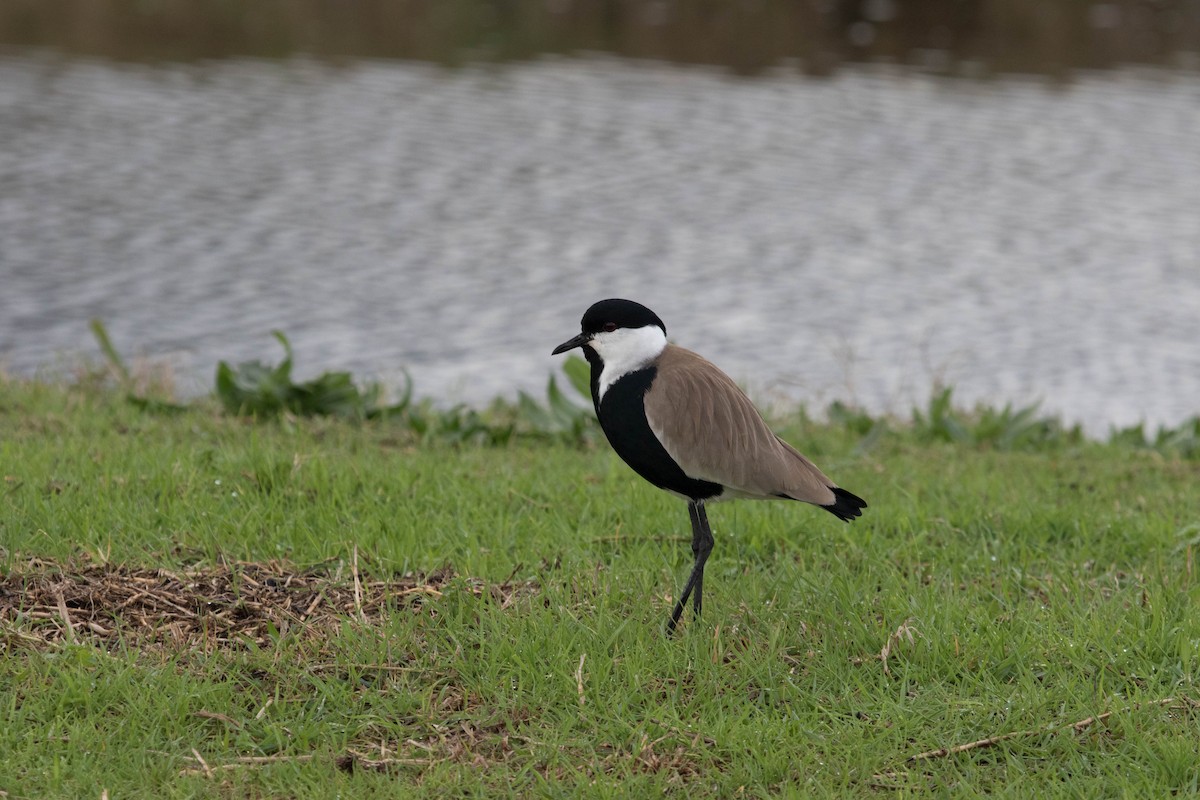 Spur-winged Lapwing - Michael Hyman